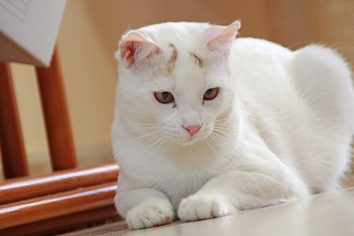 Duende, gato blanco y rubio dulce y tímido esterilizado, nacido en Agosto´21, en adopción. Valencia. ADOPTADO. 52065235952_540f37b6f6