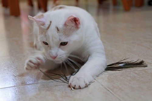 Duende, gato blanco y rubio dulce y tímido esterilizado, nacido en Agosto´21, en adopción. Valencia. ADOPTADO. 52065237482_3ed3d480fc