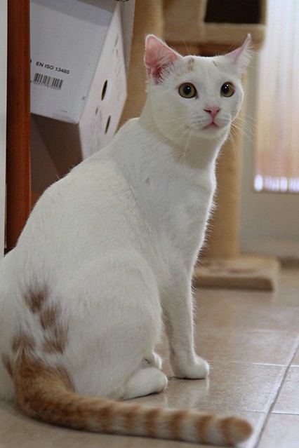 Duende, gato blanco y rubio dulce y tímido esterilizado, nacido en Agosto´21, en adopción. Valencia. ADOPTADO. 52065237662_88cd3b18a4_z