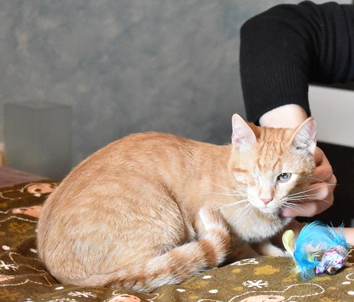 Mel, gatito rubio muy dulce con un solo ojo, esterilizado y nacido en Octubre´21, en adopción. Valencia.  52065259527_17749d96e7