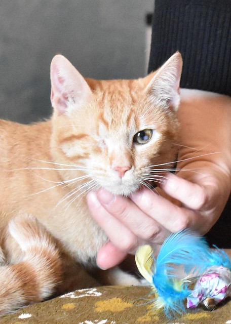 Mel, gatito rubio muy dulce con un solo ojo, esterilizado y nacido en Octubre´21, en adopción. Valencia.  52065261017_8926073791_z