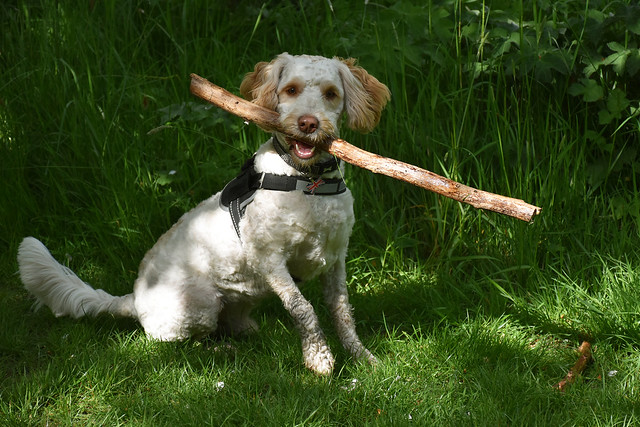 - Look what a lovely stick I found!