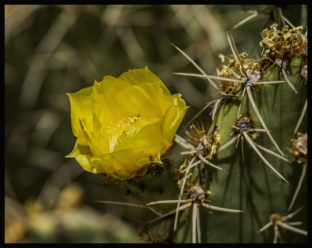 Cacti #30 2022; Yellow Opuntia