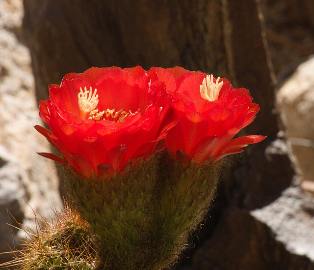 Torch cactus bloom in the Cactus & Succulent Garden at Tucson Botanical Gardens, May 2022