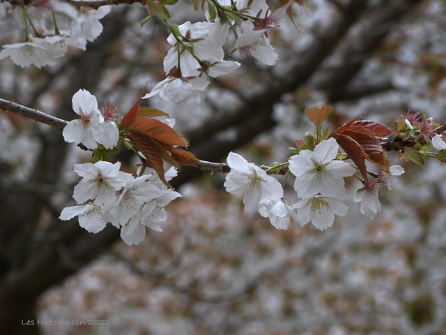 2022 04 25 - Cherry blossom