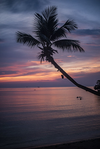 Dreamscape 121/365 by Reckless Times, Feels like a lifetime ago, this perfect 'instagramable' palm was eyed up a fair bit before I decided
