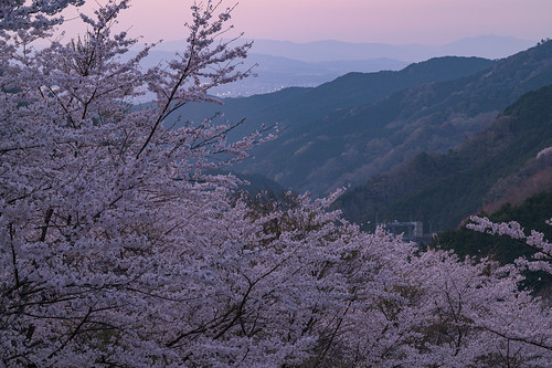 天理市 奈良県 japan 桜 cherry 夕景 sunset
