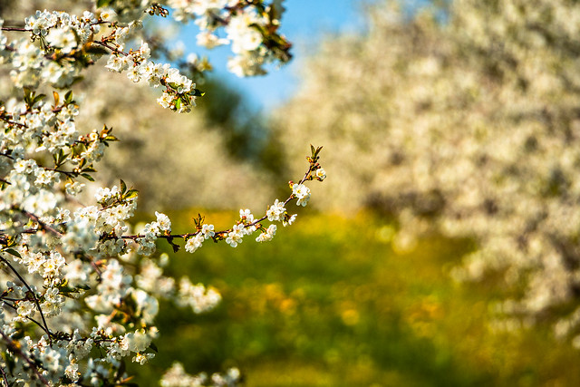 Feel the scent of a blooming orchard