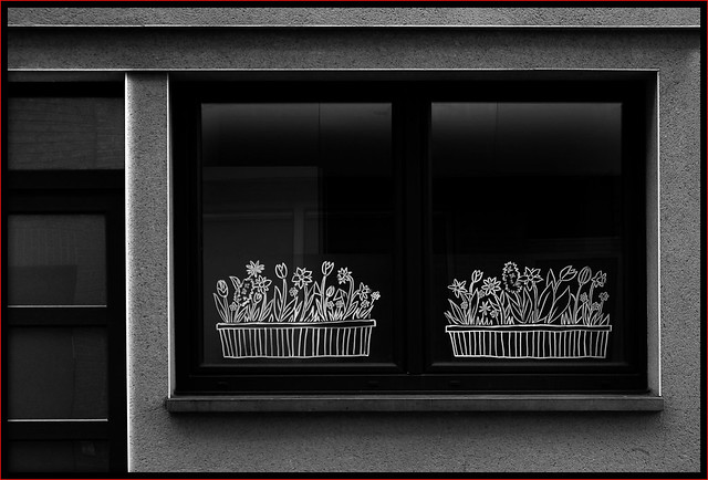 window  |  boxes