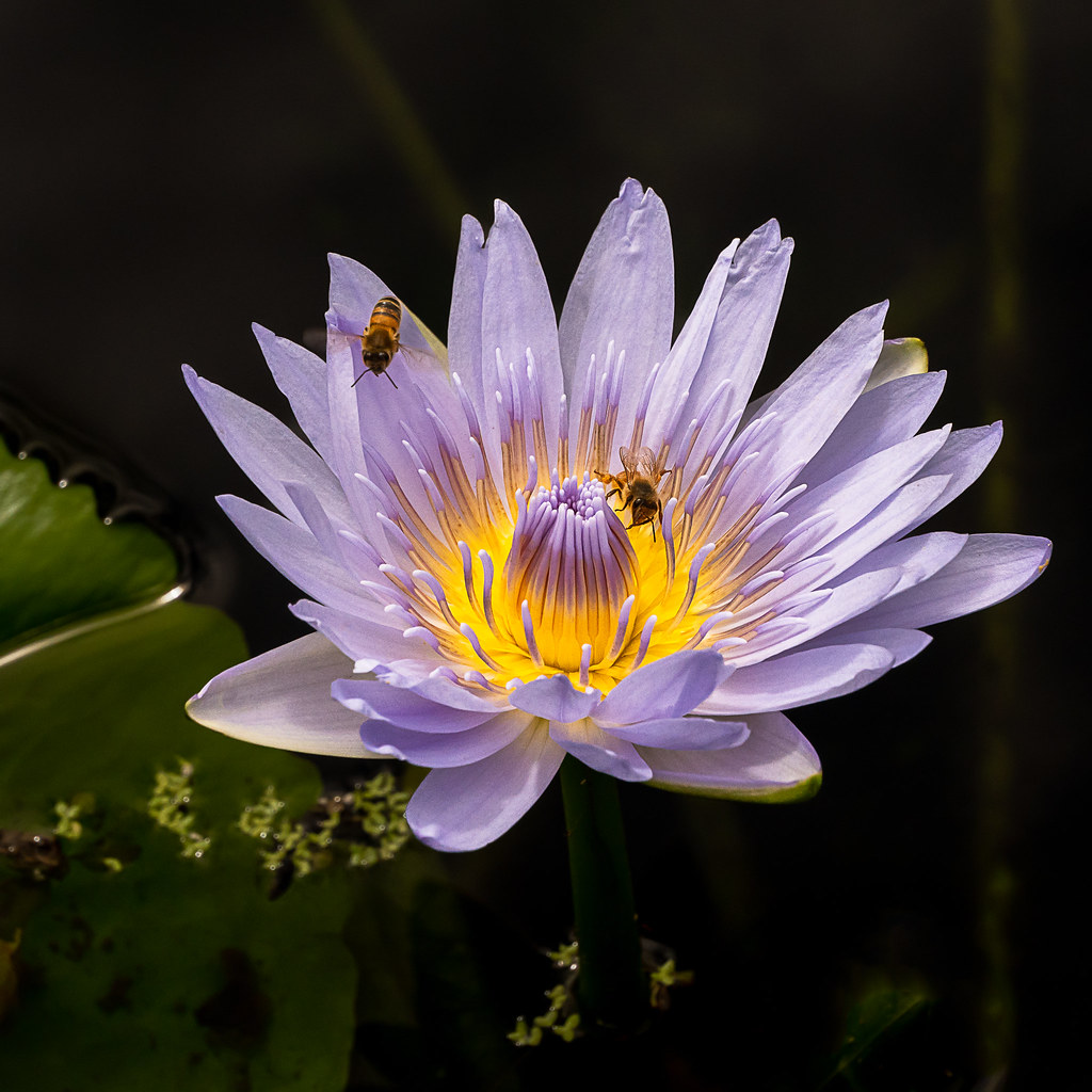 Lily - Mt Cootha Botanic Gardens | DSC06023- Edit | Dianne McIlwain ...