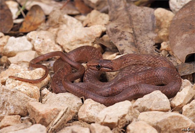 West Cuban Racer (Cubophis cantherigerus cantherigerus)