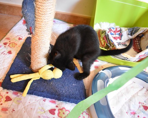 Charly, gatito negro súper guapo esterilizado, nacido en Febrero´22, en adopción. Valencia. ADOPTADO. 52066270731_c0b02c5e56
