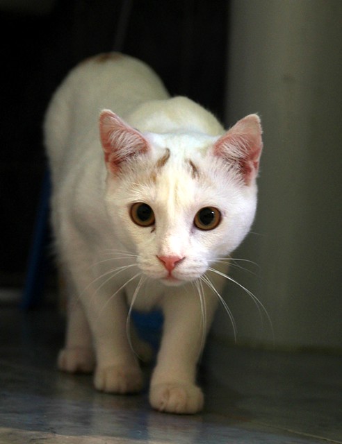 Duende, gato blanco y rubio dulce y tímido esterilizado, nacido en Agosto´21, en adopción. Valencia. ADOPTADO. 52066277611_6055ed3d5d_z