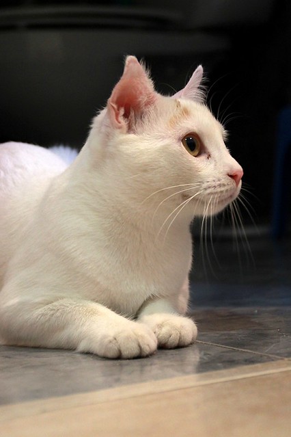 Duende, gato blanco y rubio dulce y tímido esterilizado, nacido en Agosto´21, en adopción. Valencia. ADOPTADO. 52066277641_fc193d1a75_z