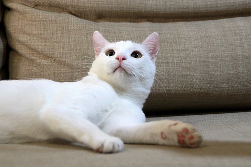 Duende, gato blanco y rubio dulce y tímido esterilizado, nacido en Agosto´21, en adopción. Valencia. ADOPTADO. 52066278631_d89ec5aa3a