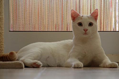 Duende, gato blanco y rubio dulce y tímido esterilizado, nacido en Agosto´21, en adopción. Valencia. ADOPTADO. 52066279836_4f00c1f404