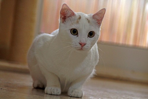 Duende, gato blanco y rubio dulce y tímido esterilizado, nacido en Agosto´21, en adopción. Valencia. ADOPTADO. 52066280211_0c8ec51cc0