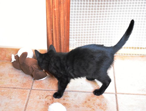 Charly, gatito negro súper guapo esterilizado, nacido en Febrero´22, en adopción. Valencia. ADOPTADO. 52066283508_342549f8b4