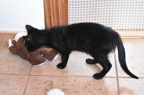 Charly, gatito negro súper guapo esterilizado, nacido en Febrero´22, en adopción. Valencia. ADOPTADO. 52066283653_971fbc862f