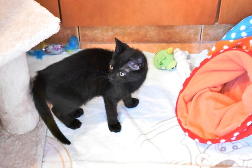 Charly, gatito negro súper guapo esterilizado, nacido en Febrero´22, en adopción. Valencia. ADOPTADO. 52066285063_948a37259e