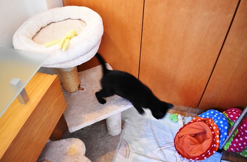 Charly, gatito negro súper guapo esterilizado, nacido en Febrero´22, en adopción. Valencia. ADOPTADO. 52066285533_0d0800dc85