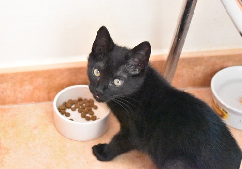 Charly, gatito negro súper guapo esterilizado, nacido en Febrero´22, en adopción. Valencia. ADOPTADO. 52066285878_81f000c2f5