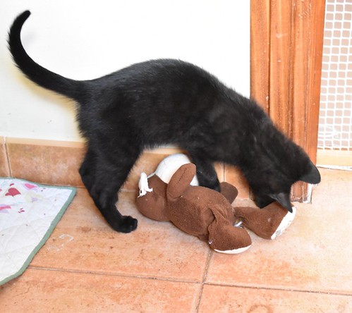 Charly, gatito negro súper guapo esterilizado, nacido en Febrero´22, en adopción. Valencia. ADOPTADO. 52066286833_089f4b7d4d