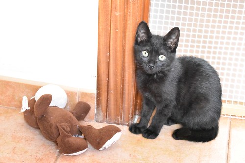 Charly, gatito negro súper guapo esterilizado, nacido en Febrero´22, en adopción. Valencia. ADOPTADO. 52066286993_2d17ff2b28