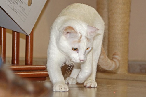 Duende, gato blanco y rubio dulce y tímido esterilizado, nacido en Agosto´21, en adopción. Valencia. ADOPTADO. 52066293803_d2e23ef13f