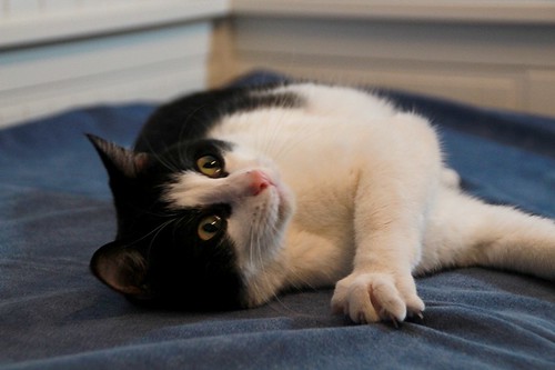 Bilbo, gato blanquinegro súper cariñoso y bueno nacido en Mayo´21 esterilizado, en adopción. Valencia. ADOPTADO. 52066302448_340b612615