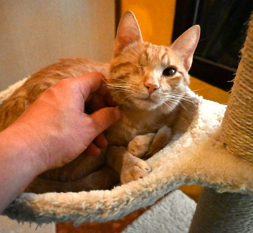 Mel, gatito rubio muy dulce con un solo ojo, esterilizado y nacido en Octubre´21, en adopción. Valencia.  52066305866_1ac706b77b