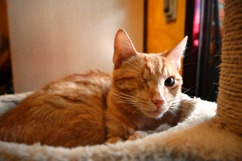 Mel, gatito rubio muy dulce con un solo ojo, esterilizado y nacido en Octubre´21, en adopción. Valencia.  52066321623_093f0e2a37