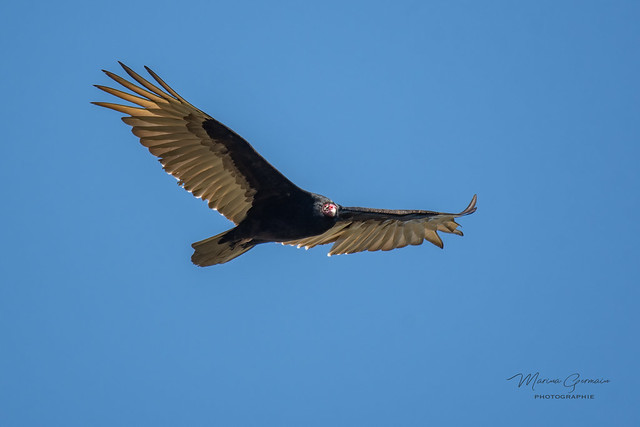 Urubu à tête rouge - Turkey Vulture DSC0130-Mod.jpg