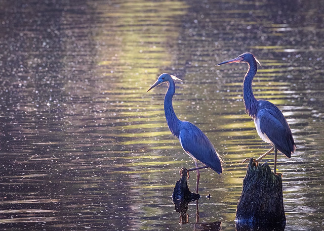 A Tale of Two Herons