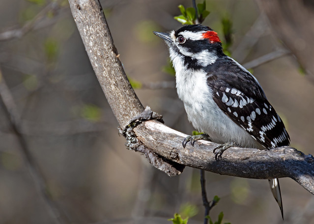 Downy Woodpecker (Dryobates pubescens medianus) - 20220505-01