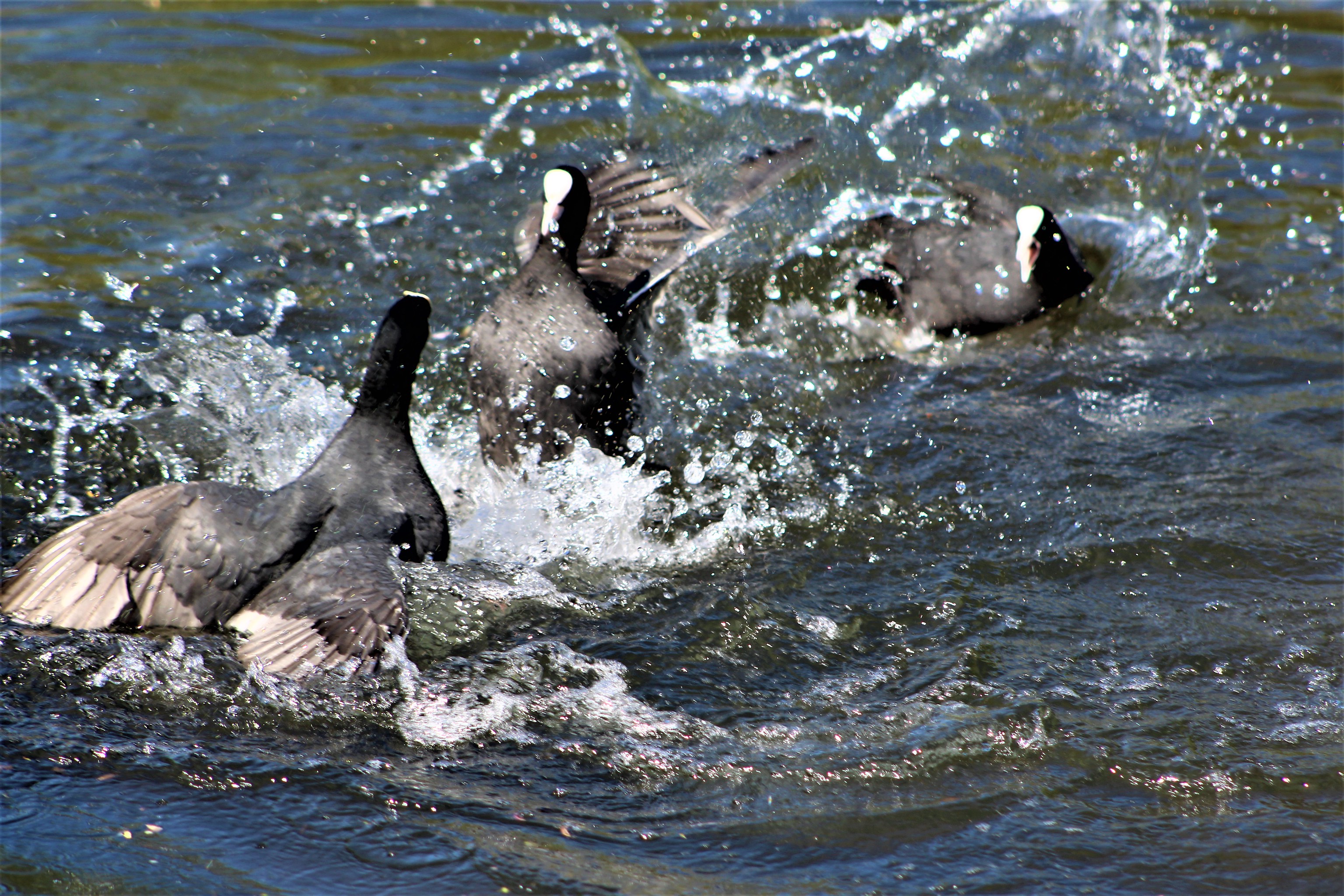 Coots in fight