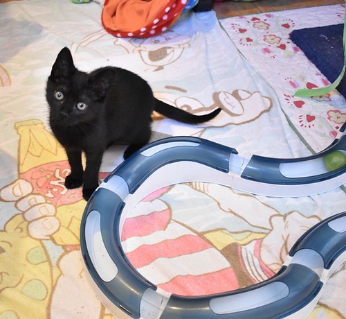 Charly, gatito negro súper guapo esterilizado, nacido en Febrero´22, en adopción. Valencia. ADOPTADO. 52066501539_f1786231a0