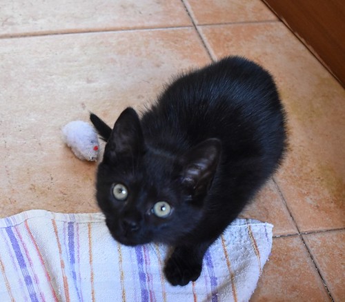 Charly, gatito negro súper guapo esterilizado, nacido en Febrero´22, en adopción. Valencia. ADOPTADO. 52066502234_9aa67062b5
