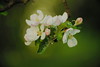 Bokeh with apple tree blossoms in home garden - Tarbek - Schleswig-Holstein - Germany - May 11, 2022