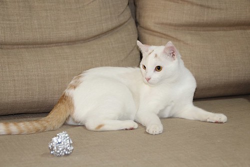 Duende, gato blanco y rubio dulce y tímido esterilizado, nacido en Agosto´21, en adopción. Valencia. ADOPTADO. 52066513119_71ab369722