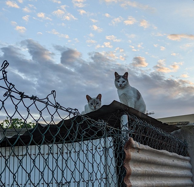 Cats on a (not so) hot tin roof