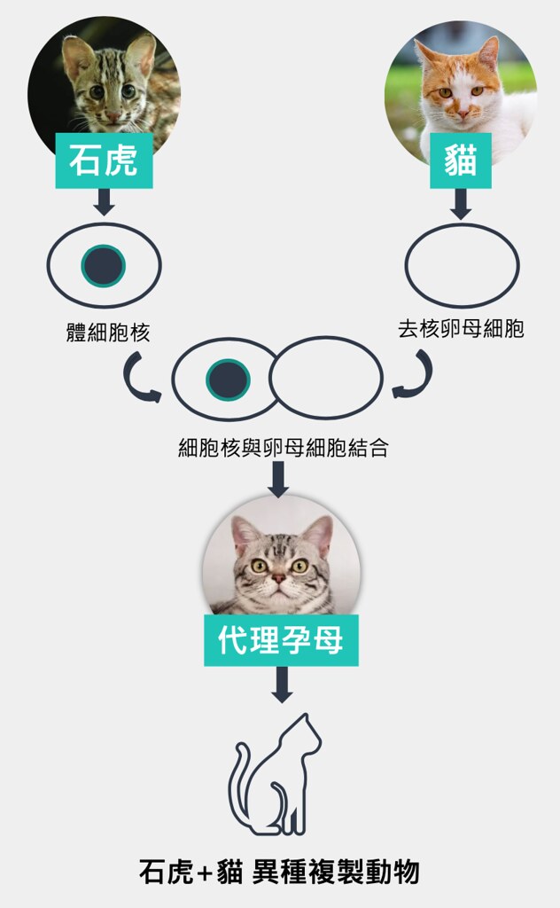 圖片來源：台灣動物社會研究會、台灣石虎保育協會提供