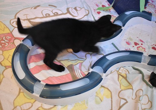 Charly, gatito negro súper guapo esterilizado, nacido en Febrero´22, en adopción. Valencia. ADOPTADO. 52066754940_32a8640214