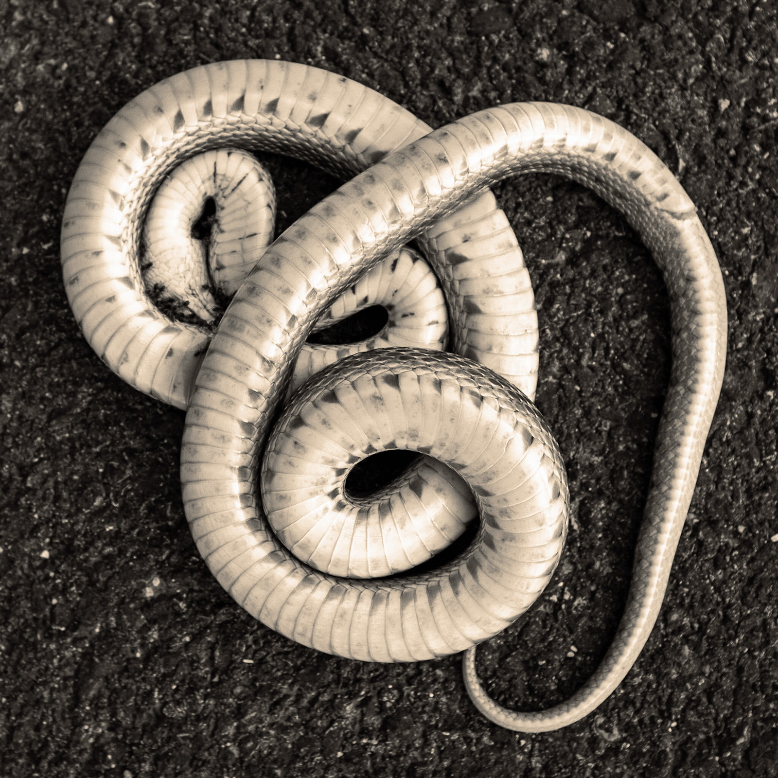 Pozo Garter Snake