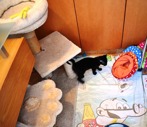 Charly, gatito negro súper guapo esterilizado, nacido en Febrero´22, en adopción. Valencia. ADOPTADO. 52066757125_047ea8a44c
