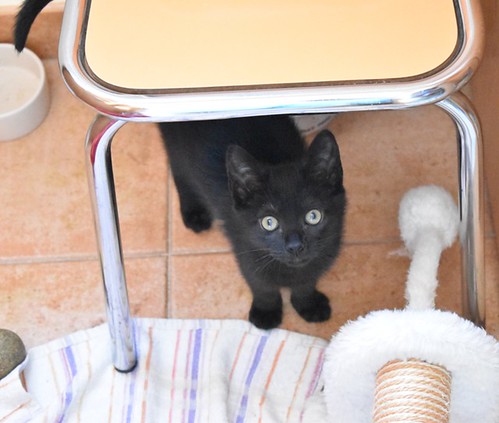 Charly, gatito negro súper guapo esterilizado, nacido en Febrero´22, en adopción. Valencia. ADOPTADO. 52066757480_6ab6150eeb