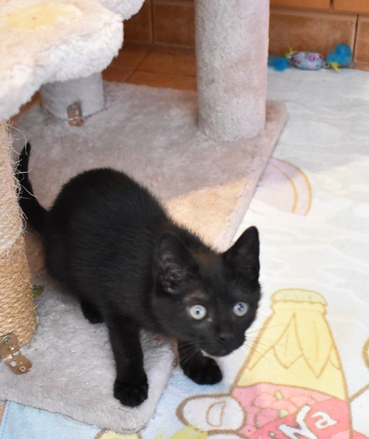 Charly, gatito negro súper guapo esterilizado, nacido en Febrero´22, en adopción. Valencia. ADOPTADO. 52066758455_26f5f618c7_z
