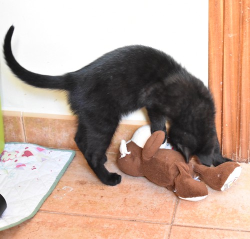 Charly, gatito negro súper guapo esterilizado, nacido en Febrero´22, en adopción. Valencia. ADOPTADO. 52066758595_52b75e3fd4