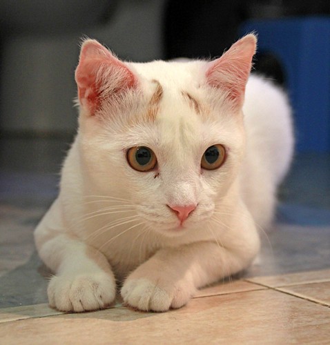 Duende, gato blanco y rubio dulce y tímido esterilizado, nacido en Agosto´21, en adopción. Valencia. ADOPTADO. 52066764535_8d3cfe0dbd