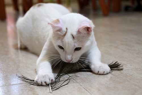 Duende, gato blanco y rubio dulce y tímido esterilizado, nacido en Agosto´21, en adopción. Valencia. ADOPTADO. 52066767010_cf73e94c4b